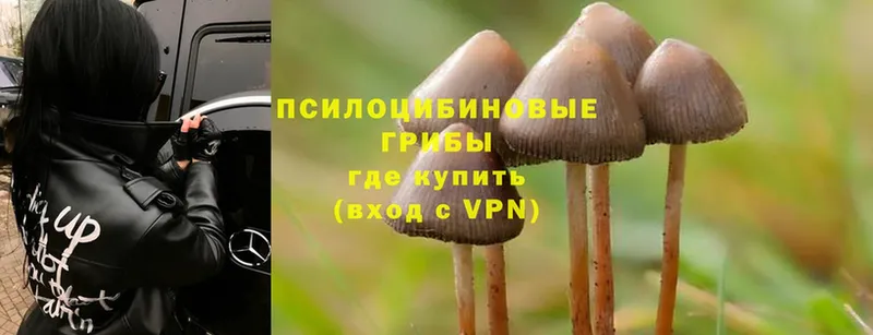 где продают   Лодейное Поле  Галлюциногенные грибы Psilocybe 